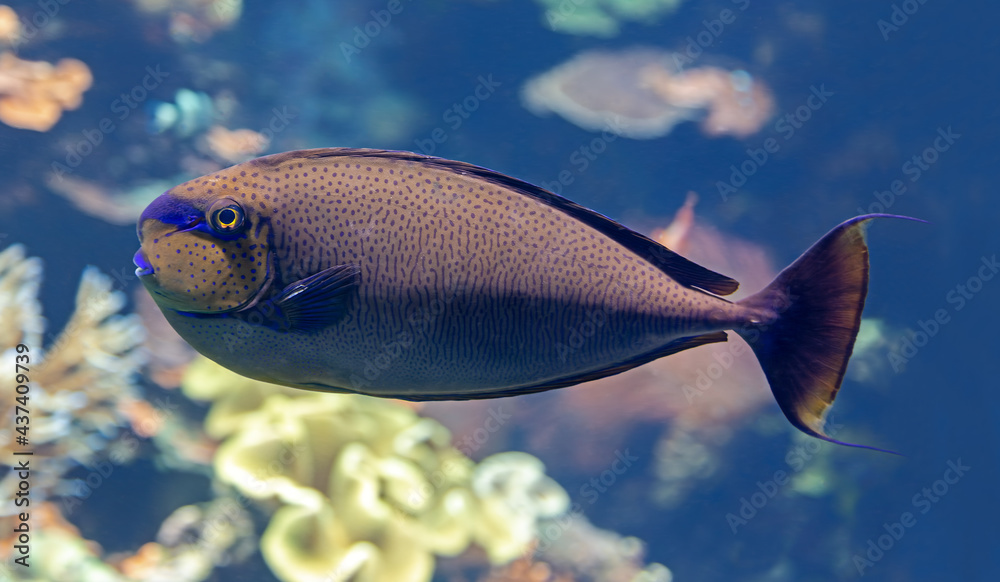 Wall mural close-up view of a bignose unicornfish (naso vlamingii)