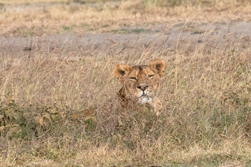 A lioness photographed resting and camouflaged in the dry grass.