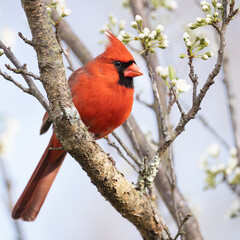 Northern Cardinal in Plum Tree
