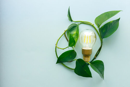 leaves encircling a bulb, ecological system, empty space, green energy, natural sources of electricity, creative, bright background, flat lay