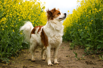 brown and white mixed dog is standing in a rape seed field