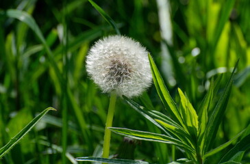 A faded fluffy dandelion on a summer morning. Moscow region. Russia