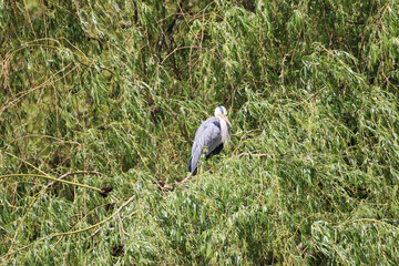 Closeup shot of a great heron perched in a tree