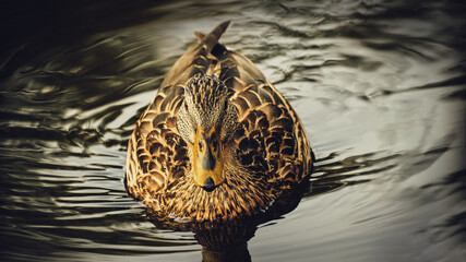 Spotted duck swims in the water close-up on a dark background