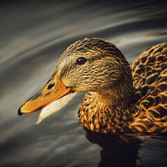 Spotted duck swims in the water close-up on a dark background