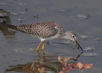lesser yellow legs
