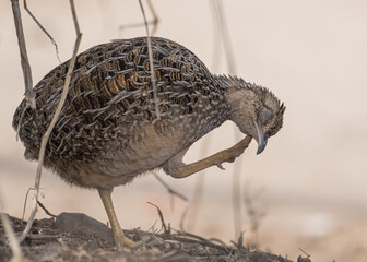 andean tinamou scratching