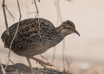 andean tinamou