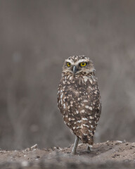 burrowing owl portrait 