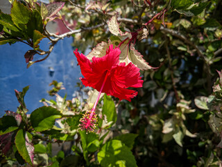 An image of a Hibiscus rosa-sinensis. Selective focus image.