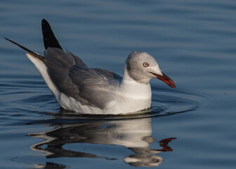 Fototapeta premium gray hooded gull on the water