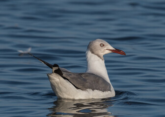 gray hooded gull on lake