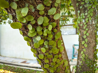Pyrrosia is a genus of about 100 fern species in the polypod family, Polypodiaceae. Selective focus...