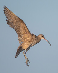 whimbrel landing portrait