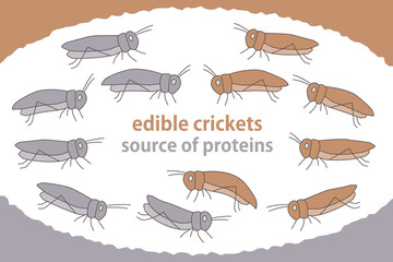 食用昆虫のイラスト セット　食用コオロギ　次世代のたんぱく資源 - obrazy, fototapety, plakaty