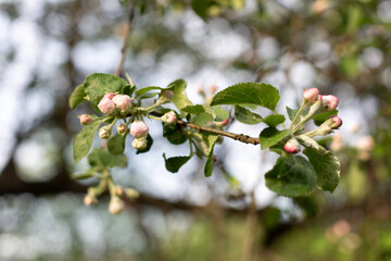 apple blossom buds on a branch in the sunlight