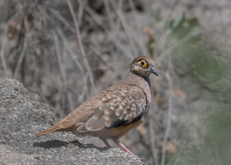 bared faced ground dove