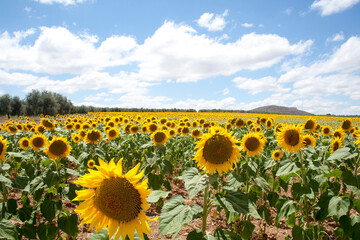 Fototapeta premium Sunflowers in a field