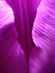 close up of pink flower