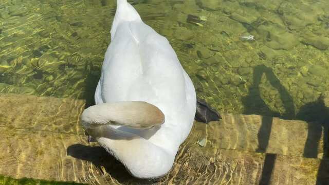 Ein Schwan putzt sein Gefieder in der N&auml;he von einem Steg.