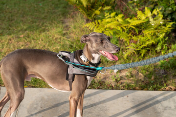 male Greyhound on pavement with blurred grass background