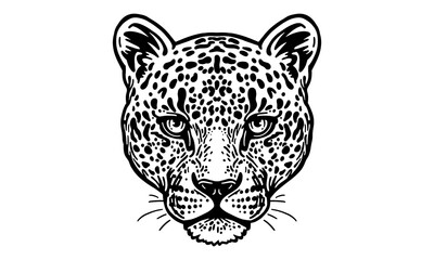 leopard on white background