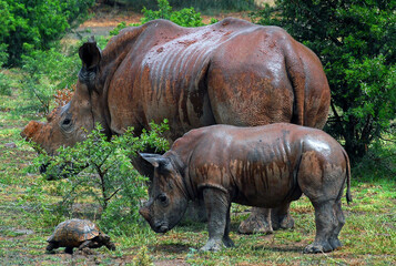 Obraz premium Rhinoceros et tortue sous la pluie