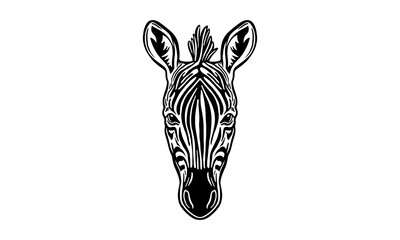 zebra on white background - obrazy, fototapety, plakaty
