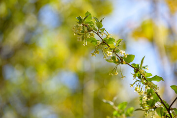 Small flowers of silverberry, Oleaster