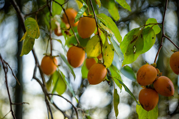 Ripe persimmon fruit, on the branch