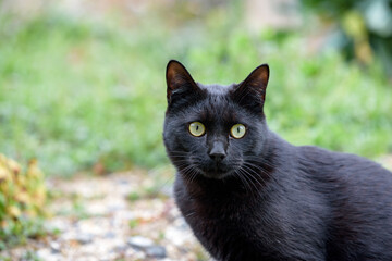 Stray cat in the grass(black cat)