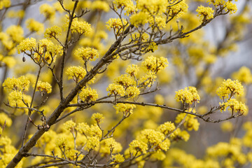 Yellow flower of cornus officinalis, Japanese cornelian cherry