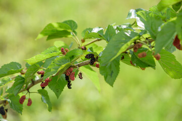 Young fruits of mulberry, on the branch