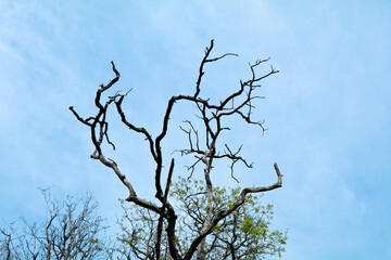  Dried branches of trees against blue sky