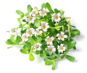 fresh brahmi leaves and flowers isolated on white background