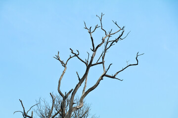  Dried branches of trees against blue sky