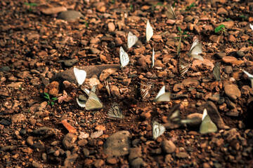 Many yellow and black pieridae butterflies gathering water on floor mud. Butterflies are feeding mineral in salt marsh in forest