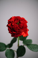 Beautiful single headed red rose flower on the grey wall background, close up view