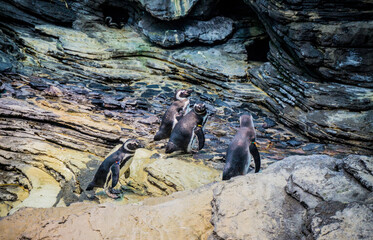 Group of penguins in Oceanarium of Lisbon or Oceanario de Lisboa. Largest indoor aquarium in Europe
