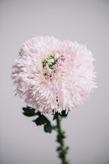 Beautiful single pastel pink terry chrysanthemum flower on the grey wall background, close up view