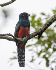 blue crowned trogon looking right