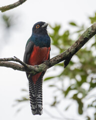 blue crowned trogon on a branch