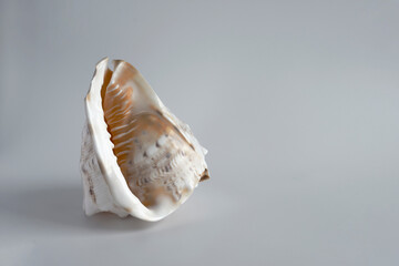 real seashell; an enormous natural wonder and a decorative object