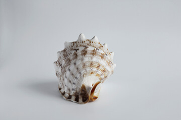 real seashell; an enormous natural wonder and a decorative object