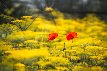 View with a shallow depth of field and selective focus on two red poppies sprouted among the thickets of dill in the garden, surrounded by umbel inflorescences of bright yellow color on a sunny day - obrazy, fototapety, plakaty