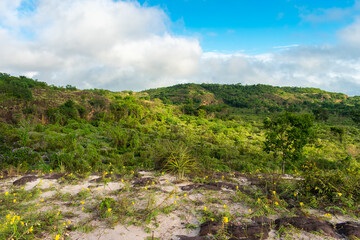 Fototapeta na wymiar Lush forest in the rainy season - Sertao landscape in Oeiras, Piaui (Northeast Brazil)
