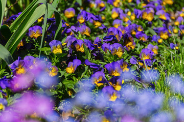 Pansy viola in the garden. A beautiful multicolored glade of spring flowers. Cultivation and landscaping of dacha plots, gardens, parks, flower beds. Background of yellow-purple small fragile flowers.
