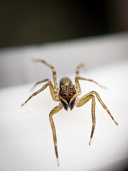 Fototapeta premium Jumping spider have a many eyes. Shot by smartphone and selective focus and out of focus.
