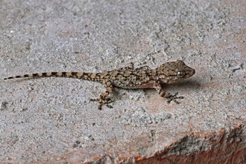 mediterranean house gecko, young specimen