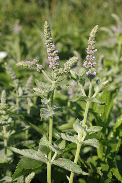 Mentha longifolia plants